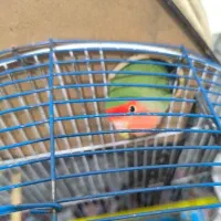 طوطی برزیلی|پرنده|همدان, |دیوار