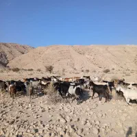 بز داشتی کهره دار|حیوانات مزرعه|خنج, |دیوار