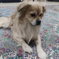 سگ پشمالو خانگی