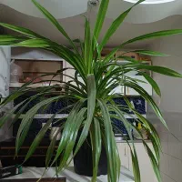 گل پاندانوس