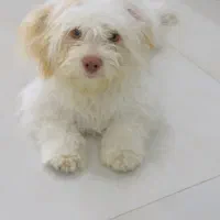 واگذاری سگ پودل کراس