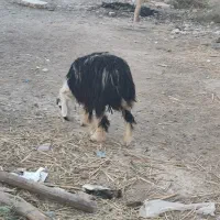 دوتا گوسفند عوسی اصلی نر|حیوانات مزرعه|خرمشهر, |دیوار