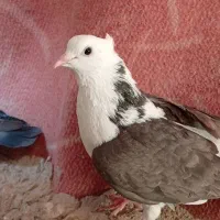 کفتر|پرنده|مشهد, رباط طرق|دیوار