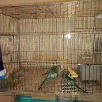 دوتا قفس نو همه کاره