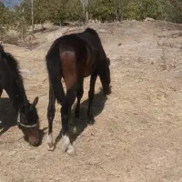 اسب مادیون|اسب و تجهیزات اسبسواری|خرمآباد, |دیوار