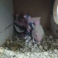 سرلاکی|حراج|پارس‌آباد, |دیوار