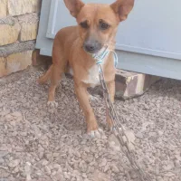 سگپاپی عشق آبادی نر|سگ|تایباد, |دیوار