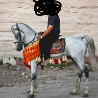 نریان کورد 9 ساله کره اژدر حاج کرم|اسب و تجهیزات اسب‌سواری|مشکین‌دشت, |دیوار