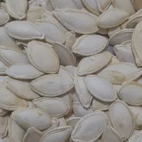 کدوخامدرجهیک|حراج|دهگلان, |دیوار