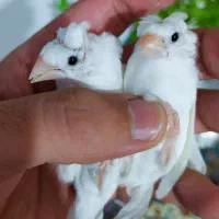 فنچ بنگالی|پرنده|کبودرآهنگ, |دیوار