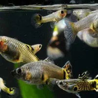 انواع ماهی گوپی