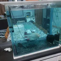 ماهی آکواریومی و مانستر|ماهی|ساری, |دیوار