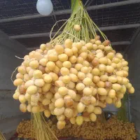 خرما خارک