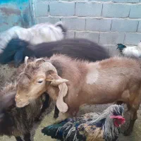 نربز یه بُر