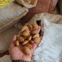 فروش عمده بادام درختی