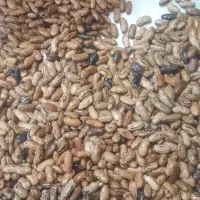 پاچ باقالا درجه یک دانه درشت