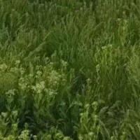 کارگرنگهبان وابیاری سر چاه هستم.