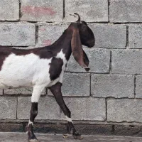 بز  افغانی|حیوانات مزرعه|بندر ماهشهر, |دیوار