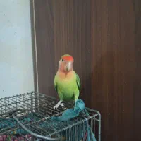 فروش یک عدد طوطی برزیلی