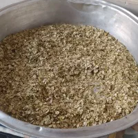گلپر درجه