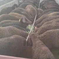 فروش گوسفند افشار ژن دار همو و هترو و بدون ژن