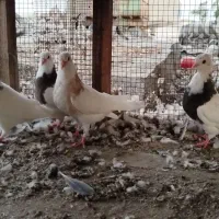 فروش جوجه کفتر طوقی