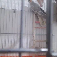 فروش عروس هلندی ۸ماهه