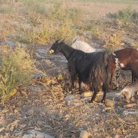 بز شیر وار خوب جنس دار عالز