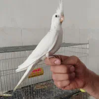 پرنده