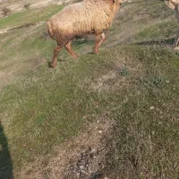 قوچ جوان مناسب دامازلخ