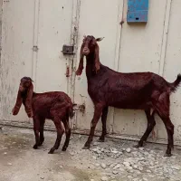 بز کاموری پاکستانی