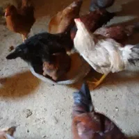 خروس محلی جوان|حیوانات مزرعه|شیروان (لرستان), |دیوار