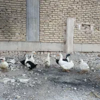 اردک محلی|حیوانات مزرعه|رباطکریم, رباطکریم|دیوار