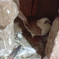 کبوترا سالم|پرنده|گرگان, |دیوار