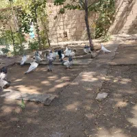 کبوتر قطع|پرنده|شاهین دژ, |دیوار