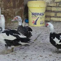 اردک خارجی