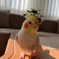 عروس هلندی نر و ماده