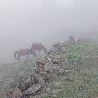 ملک در الیت