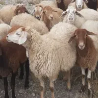 بز جوان آبستن ۲۰ راس|حیوانات مزرعه|اهر, |دیوار