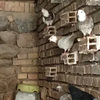 طوقی. زاغ|پرنده|سامان, |دیوار