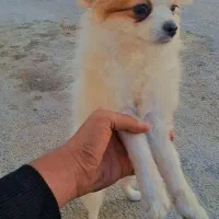 سگ پامر روباهی ماده 4 ماهه قیمت پیشنهادی|سگ|شیراز, کوشک میدان|دیوار