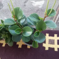 گل های آپارتمانی|گل و گیاه طبیعی|سیاهکل, |دیوار