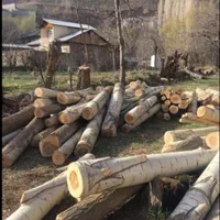 خرید انواع چوب و درخت در تمام استان