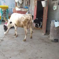 گاوباگوساله سیمینتال|حیوانات مزرعه|بروجرد, |دیوار