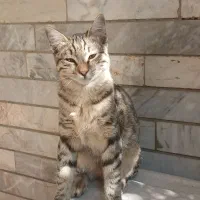 واگذاری|گربه|گرگان, |دیوار