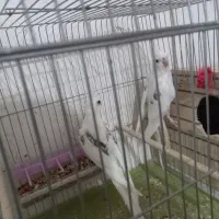 جفت عروس هلندی دوکت آلبینو زیبا و سرحال و جوان.|پرنده|جم, |دیوار