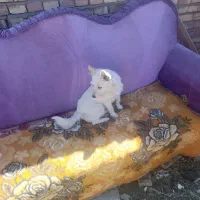 سگگ|سگ|خوی, |دیوار