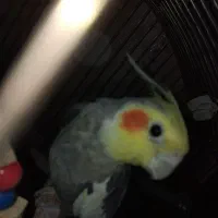 عروس هلندی سخنگو