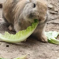 خرگوش ‌|موش و خرگوش|مهاباد (آذربایجان غربی), |دیوار