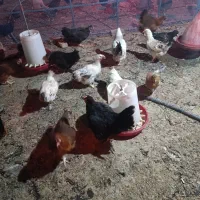 مرغ تخم گذار